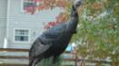 Thanksgiving au Canada