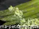 Photo recette asperges fines herbes